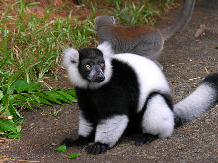 Ruffed Lemur returned to the wild at Ivoloina