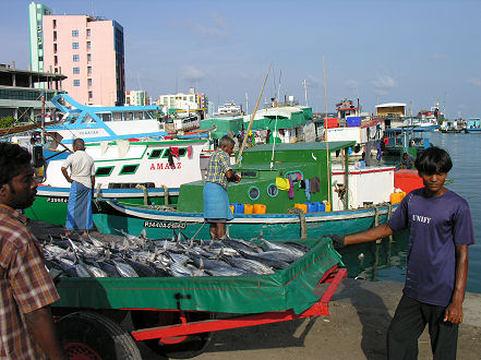 Unloading tuna from small fishing boats