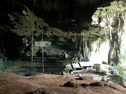 Niah Cave, swiftlet bird breeding area, nests used to make soup, with the nest collecting poles