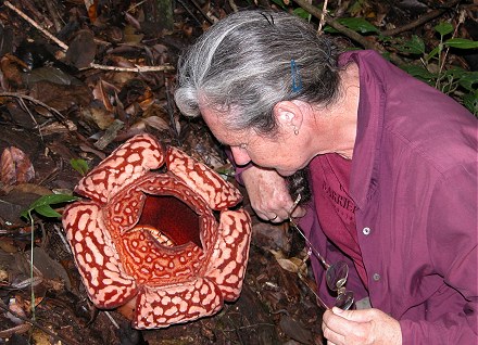 Kay looking into the unusual Rafflesia flower