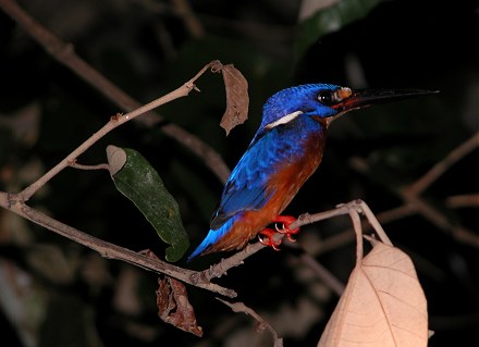 Blue eared kingfisher, seen on our night boat safari