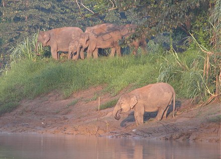 Pygmy elephants grazing alongside the river early morning