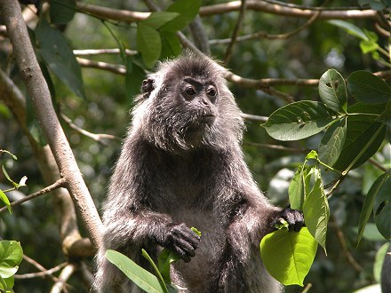 Silvered langur in our campground