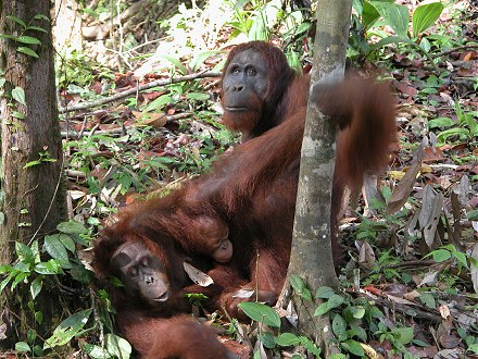 Orang-utan mating at the rehabilitation sanctuary