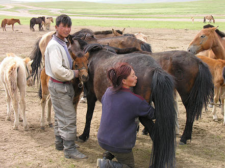 Milking mares 