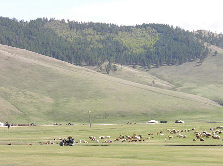 View across the steppe of a gur and stock