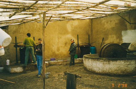 Cold pressing olive oil by hand