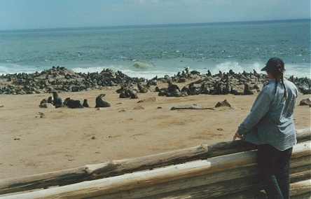 Shore and ocean alive with seals