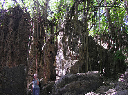 Banyan trees on the fertile coastal strip