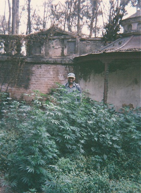 Marijuana growing wild at the back of the local library