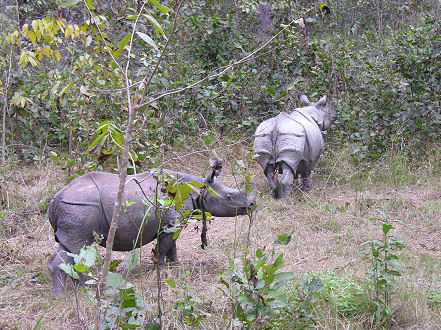 Two one horned rhinocerous seen from our elephant ride