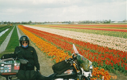 Tulip fields