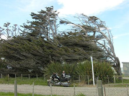 Strong winds have shaped these trees along the south