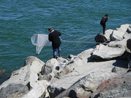 White bait fishing at the mouth of the river in Hokitika