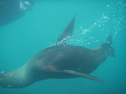 Snorkelling with fur seals at Kaikoura