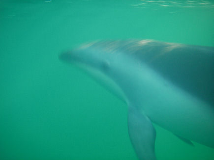 Our view underwater, often less than a metre away