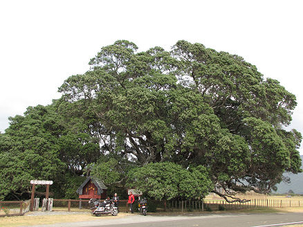 "World's Largest" Pohutukawa Tree