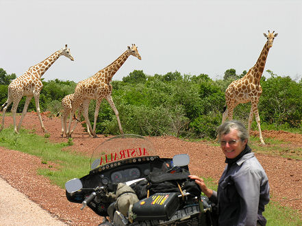 Desert giraffe crossing the road 