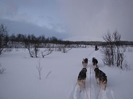 Taking our own dogs across the snow