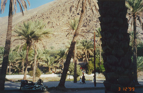 Date palms in a desert oasis