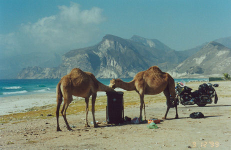 Camels getting a free feed of garbage