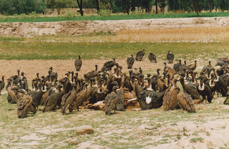 Vultures making short work of a dead horse
