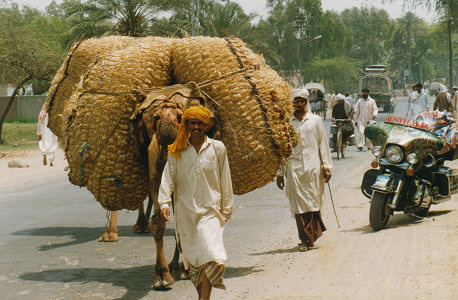 A well loaded camel