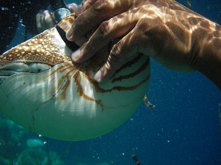 Returning the nautilus to the ocean