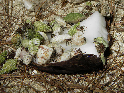 Small hermit crabs also enjoy coconut