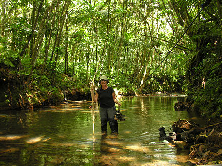 A water crossing on the way to Ngardmau Waterfall