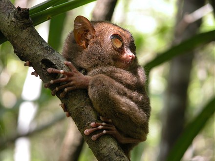 The worlds smallest primate a Tarsier