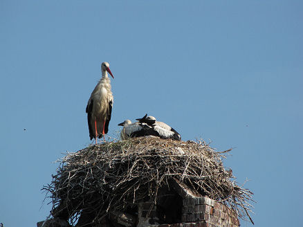 Storks nesting on farm chimney