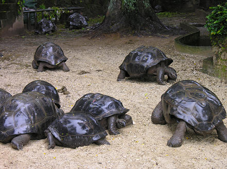 Native giant tortoise at the botanical gardens in Victoria