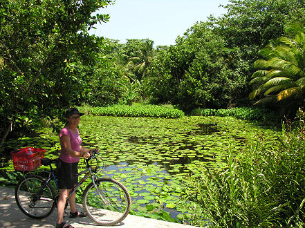 Constant rain allows prolific growth on La Digue