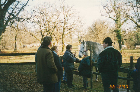 Visiting a Lipizzaner stud