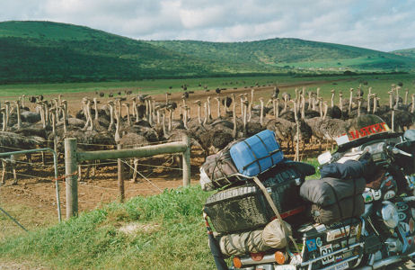 Ostrich farming