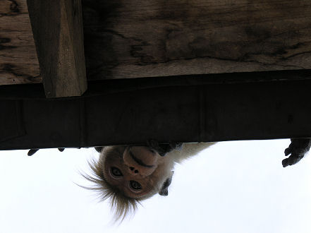 Punk hairdo macaque monkey looking at our bags from the temple roof