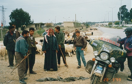 Fattened sheep for sale for Eidh, religous holiday