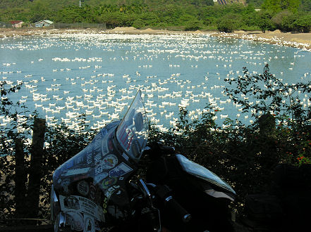 Thousands of ducks at a roadside duck farm