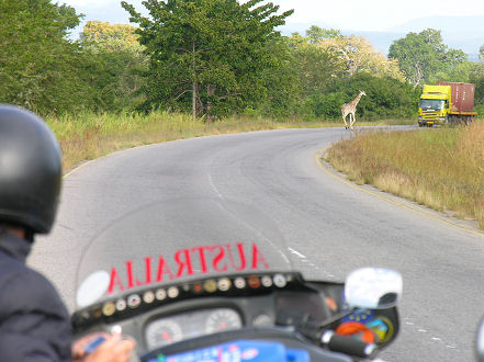 A close encounter between a giraffe crossing the road and a truck