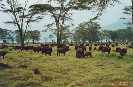 Large heard of water buffalo