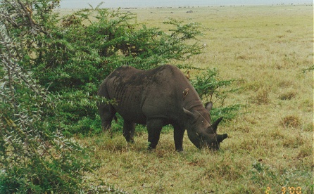 Tick bird feeding on a feeding rhinocerous