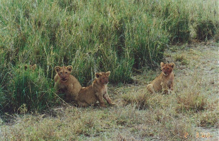 The mother lioness is watching her cubs from the long grass