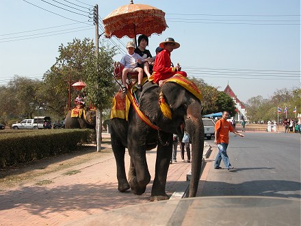 Elephants carry tourists at Ayuthaya