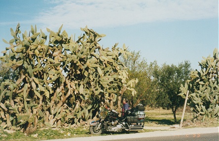 Prickly Pear cactus, used as stock fencing