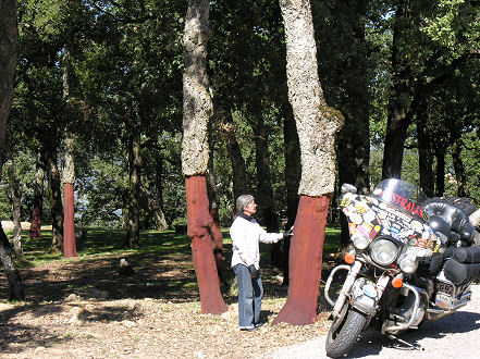 Cork trees with the bark recently removed