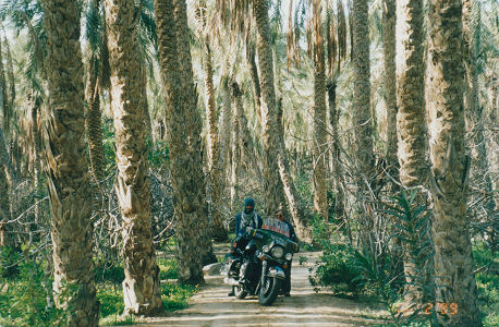 Oasis date palms