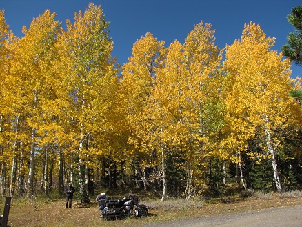 Aspen
          fall colours, Kit Carson road, in the Sierra Nevadas