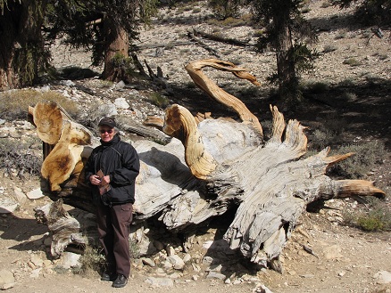 A dead Bristlecone
          Pine. So hard they can last for 10,000 years
