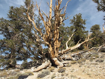 The Bristlecone Pines grow, die back and grow again